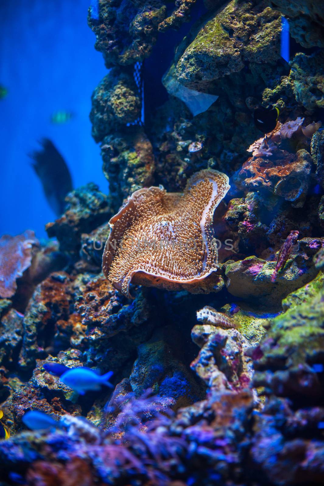 Different marine animals from oceanarium