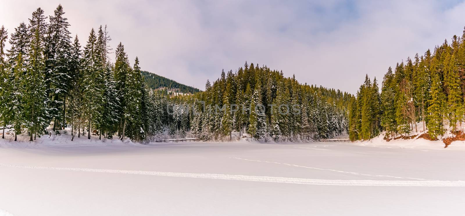 panorama of spruce forest in winter mountains by Pellinni