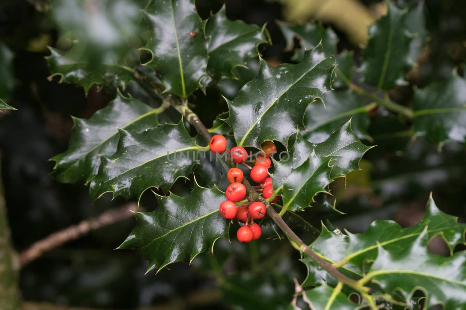 Holly bush with red berries by riverheron_photos