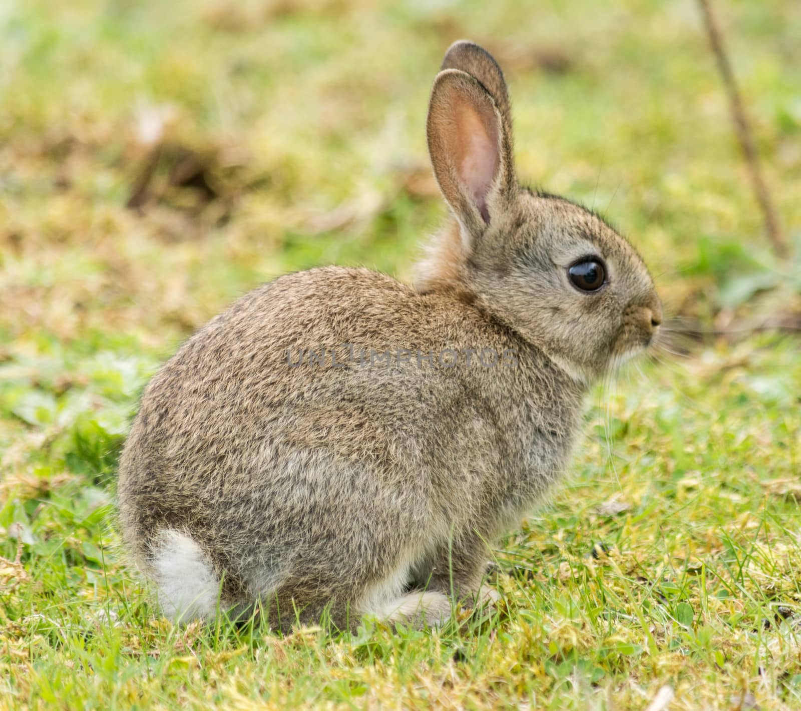 wild baby rabbit in a field