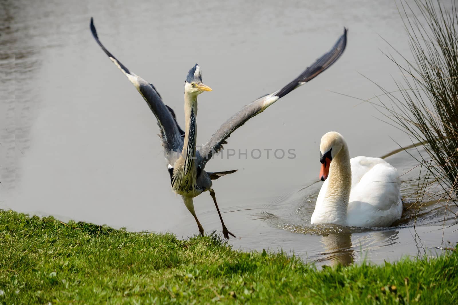 Swan sees off a grey heron
