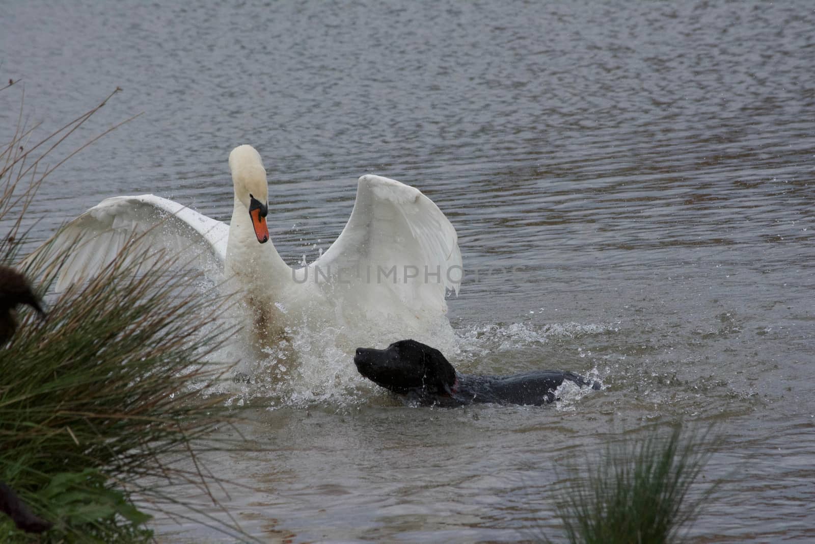 Swan attacked by a dog by riverheron_photos