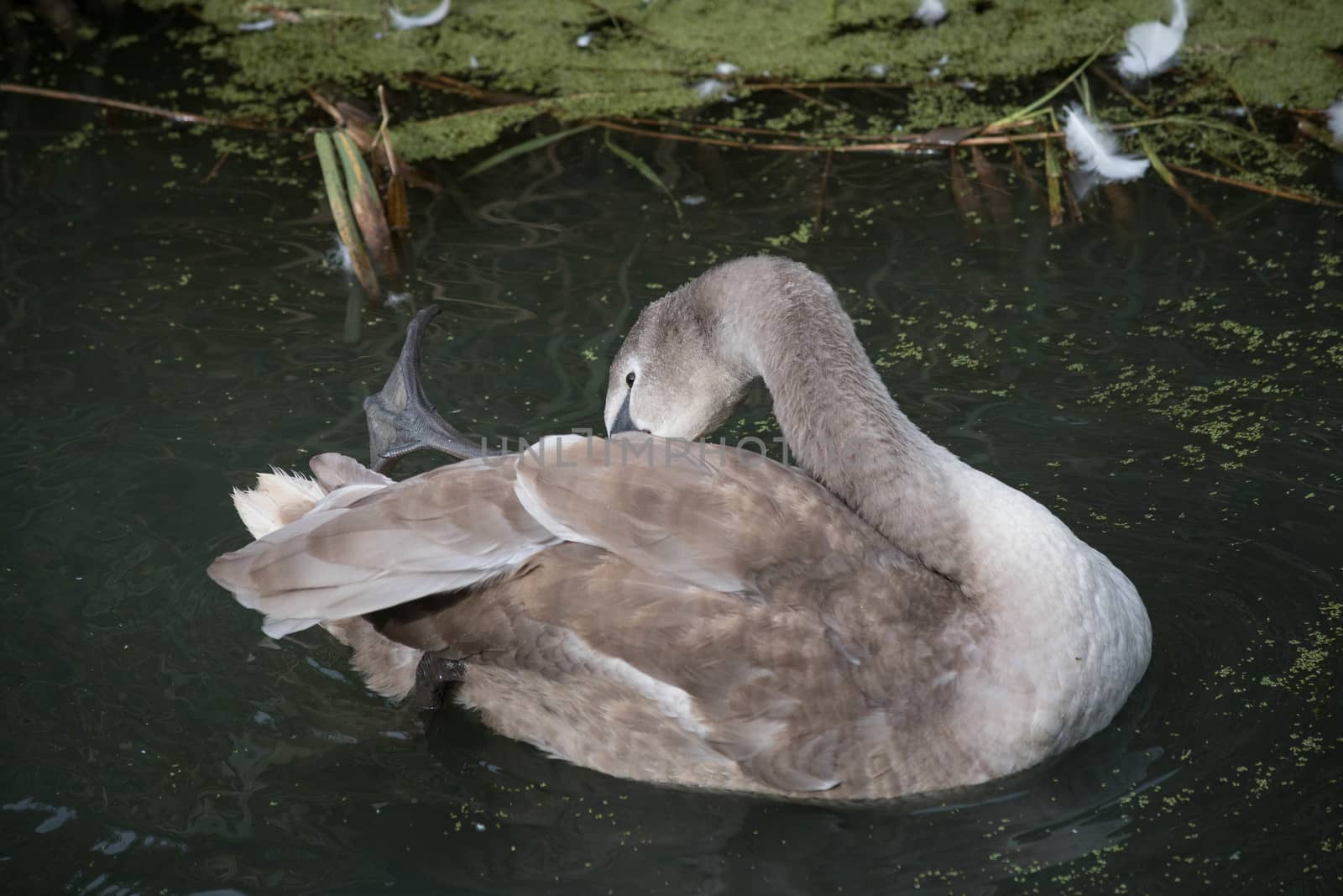 Cygnet preens her feathers