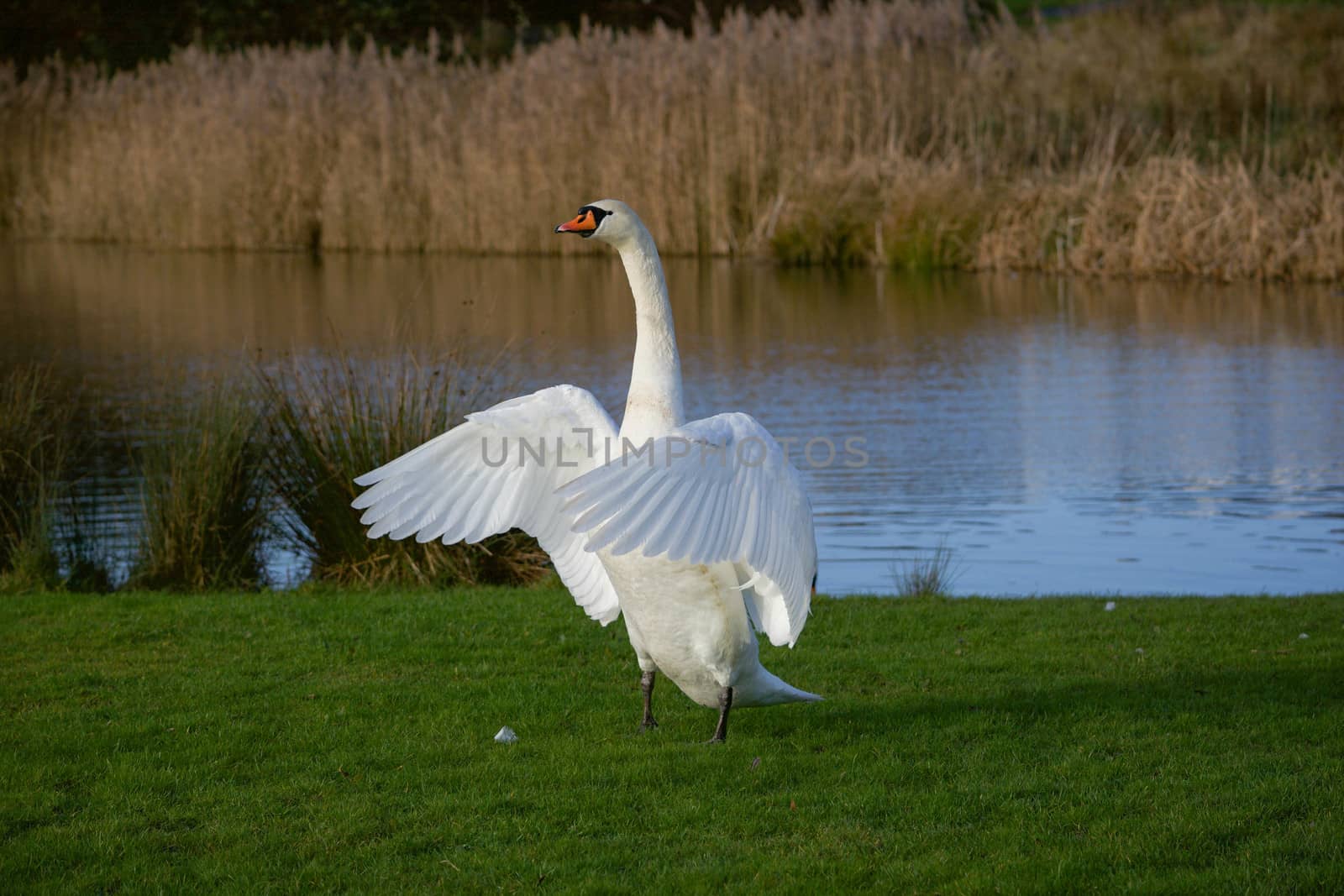 Swan displays by a lake