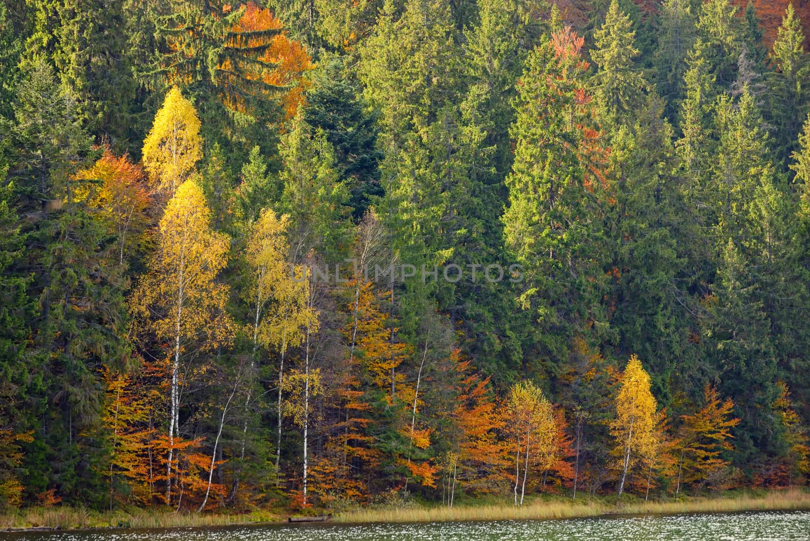 Autumn  with the yellow foliage in Lake Saint Ann