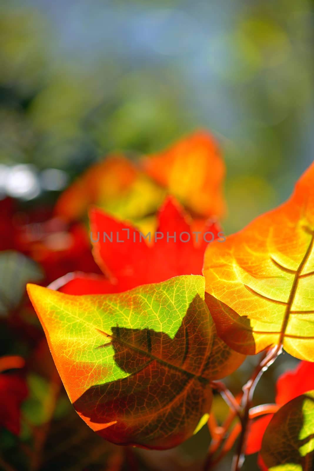 Autumnal maple leaves in forest