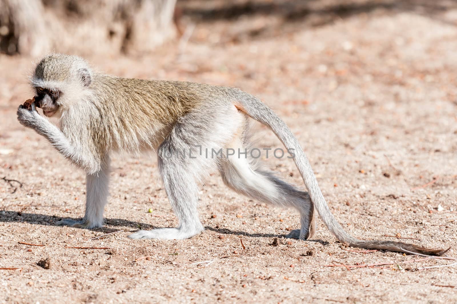 A vervet monkey, Chlorocebus pygerythrus, with extended tail and food in hand at Augrabies in the Northern Cape Province of South Africa