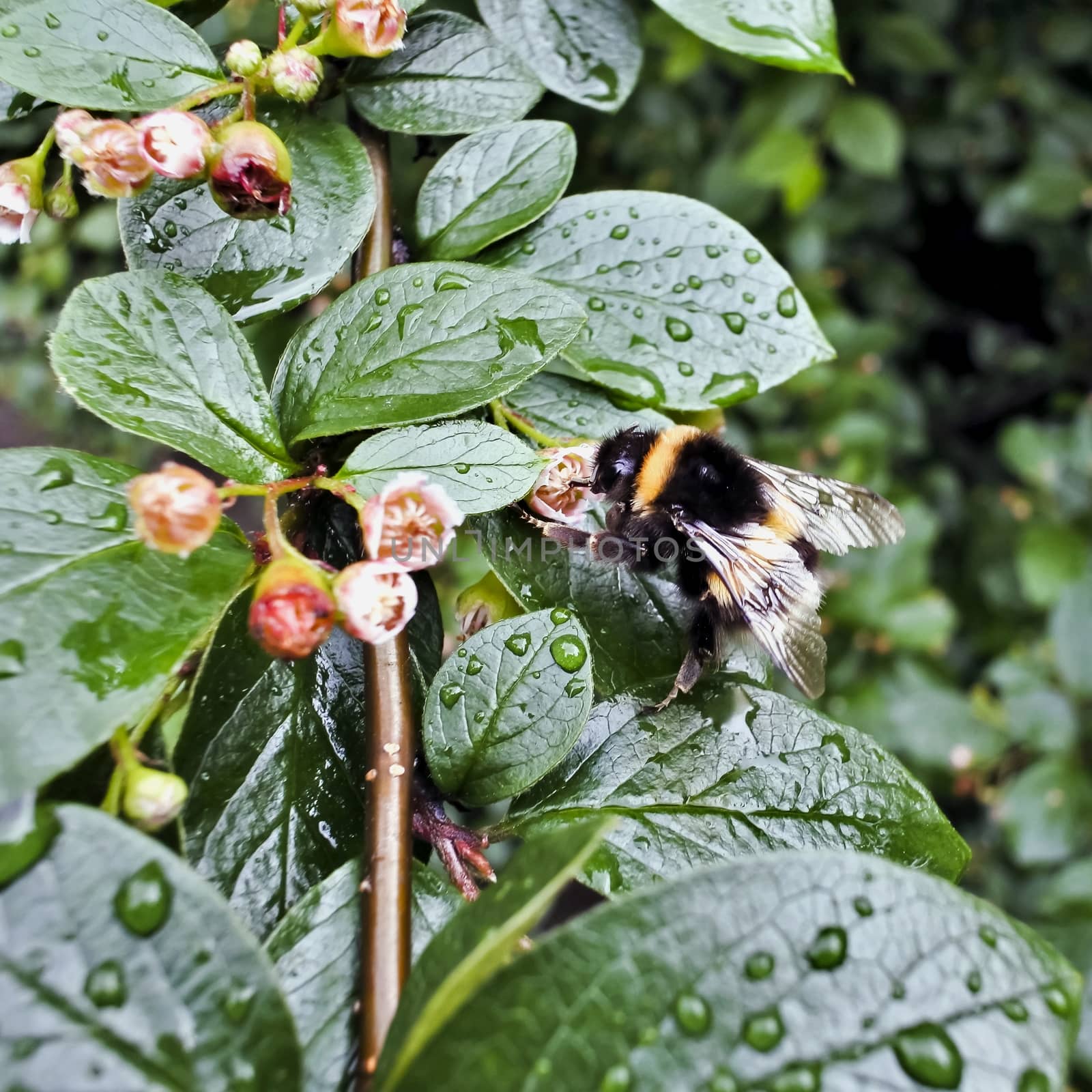 bumblebee collects nectar after the rain on wet Bush in early morning