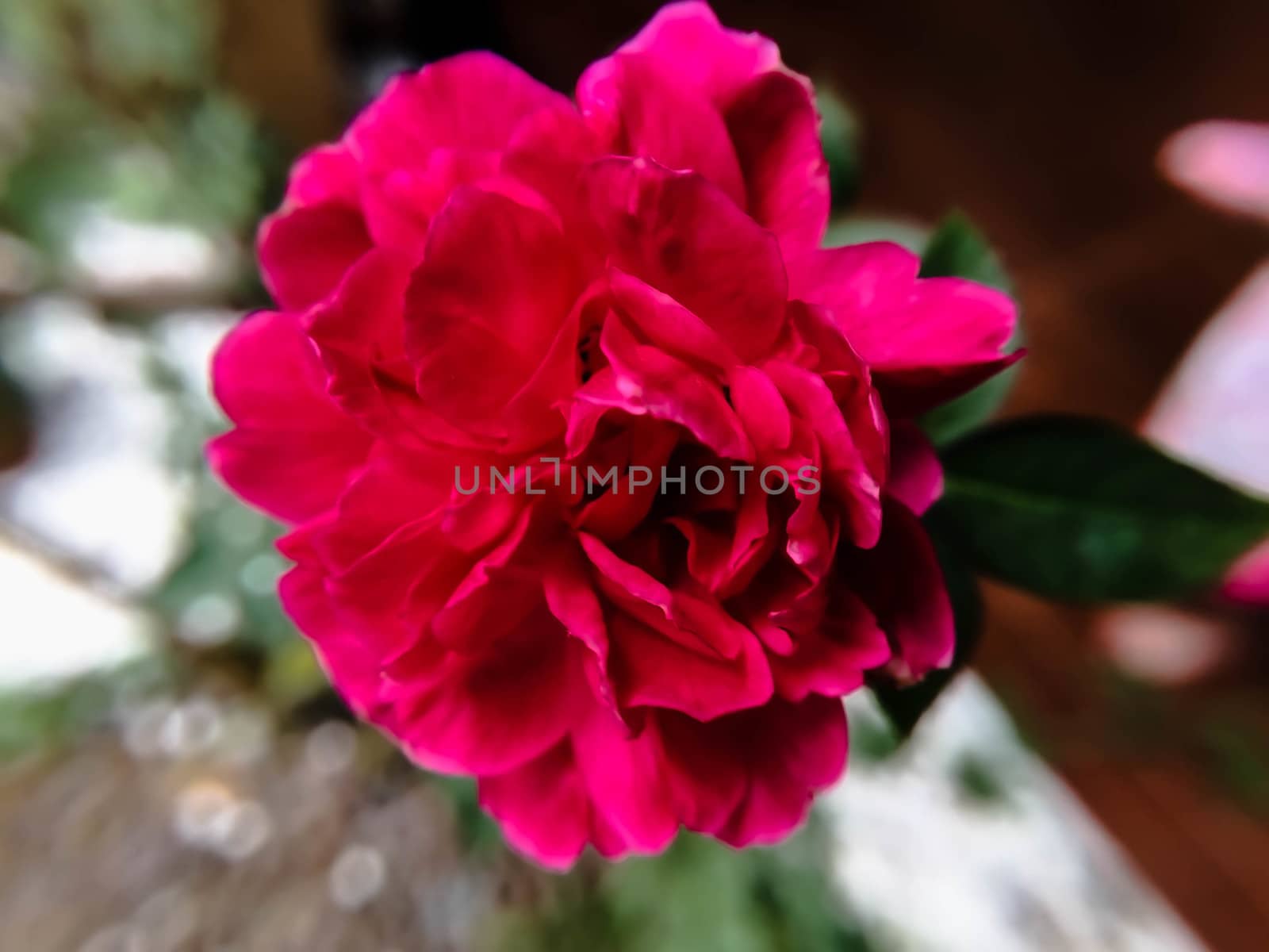 Close pink flower blurry background