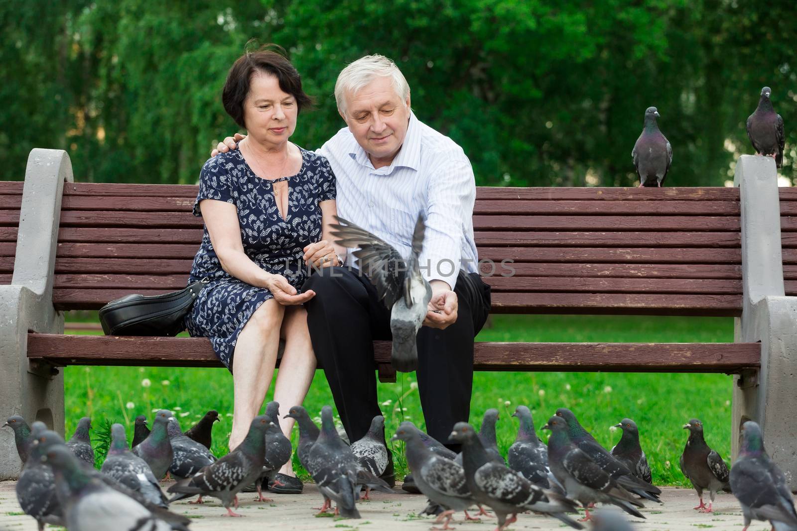 Beautiful elderly couple sits on a bench and feeds pigeons