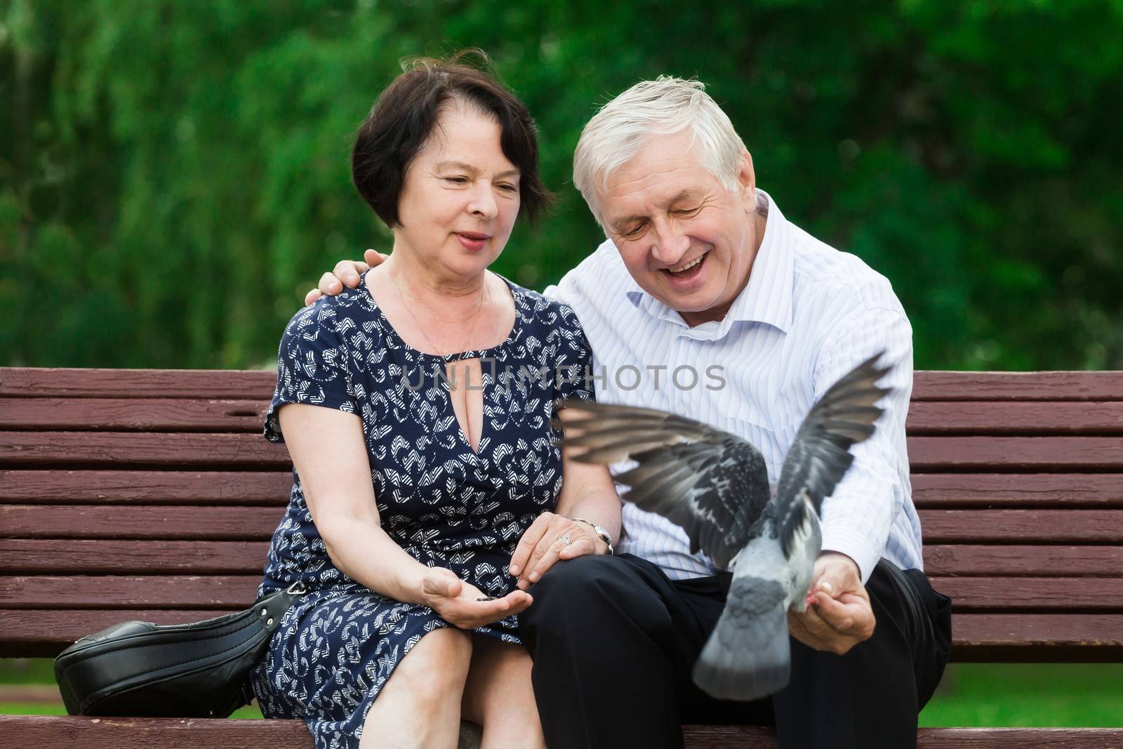 Beautiful elderly couple sits on a bench and feeds pigeons
