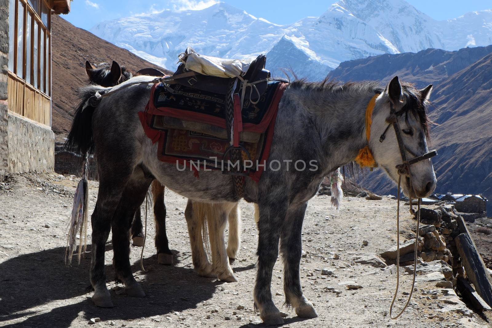 The Nepal mountain horse is high in the mountains, under the saddle and in the bridle.
