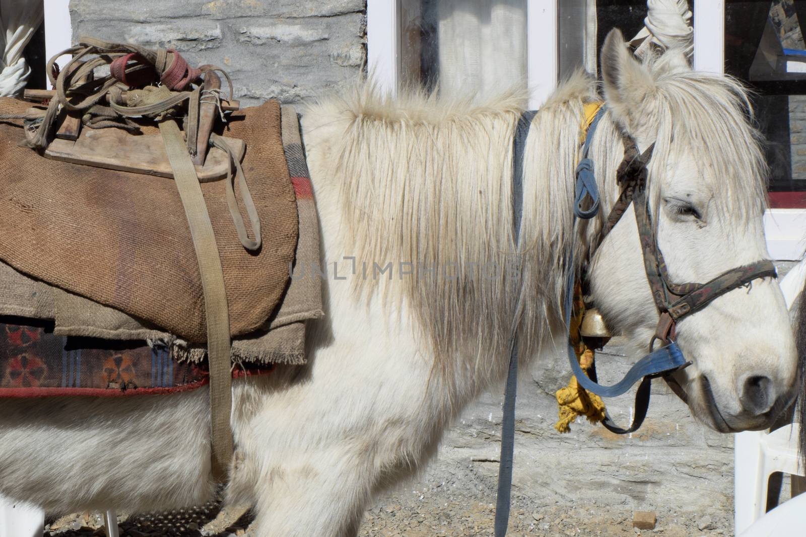 White Nepalese mountain horse, saddled and in a bridle.