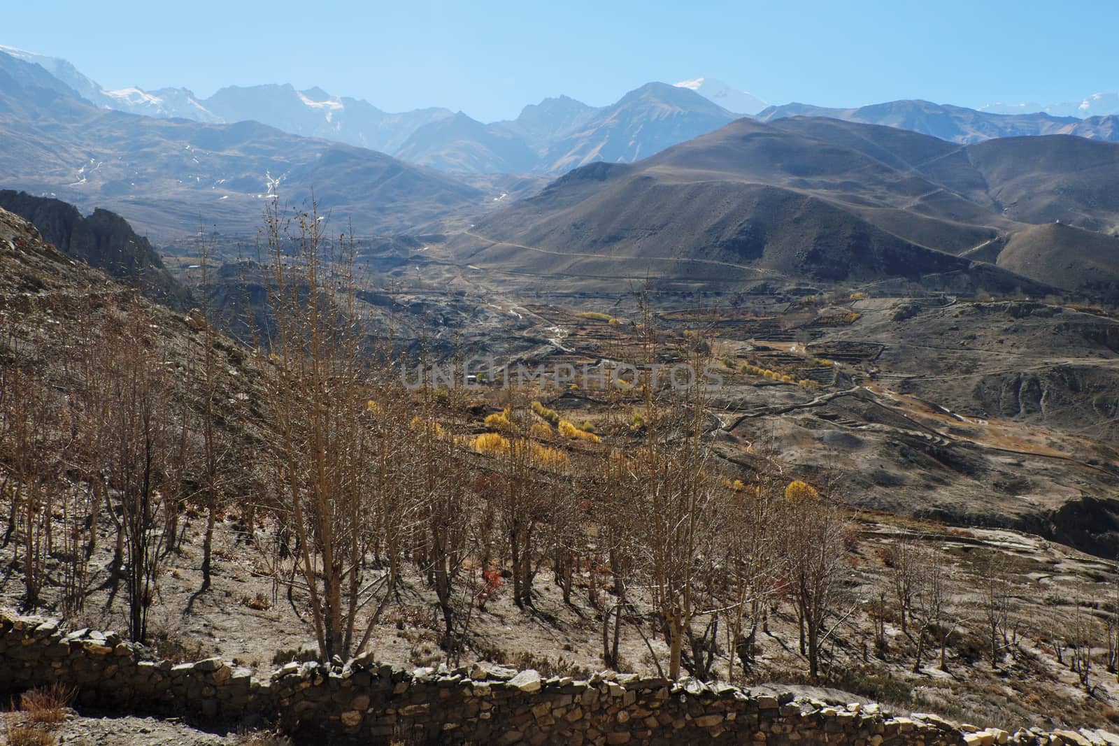 Mountain valley in autumn with yellowed trees at an altitude of 4000 meters near the Muktinath