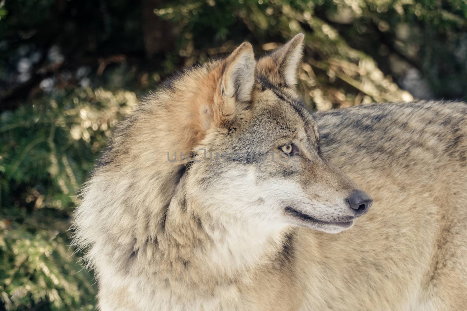 Wolf in the snow by sandra_fotodesign