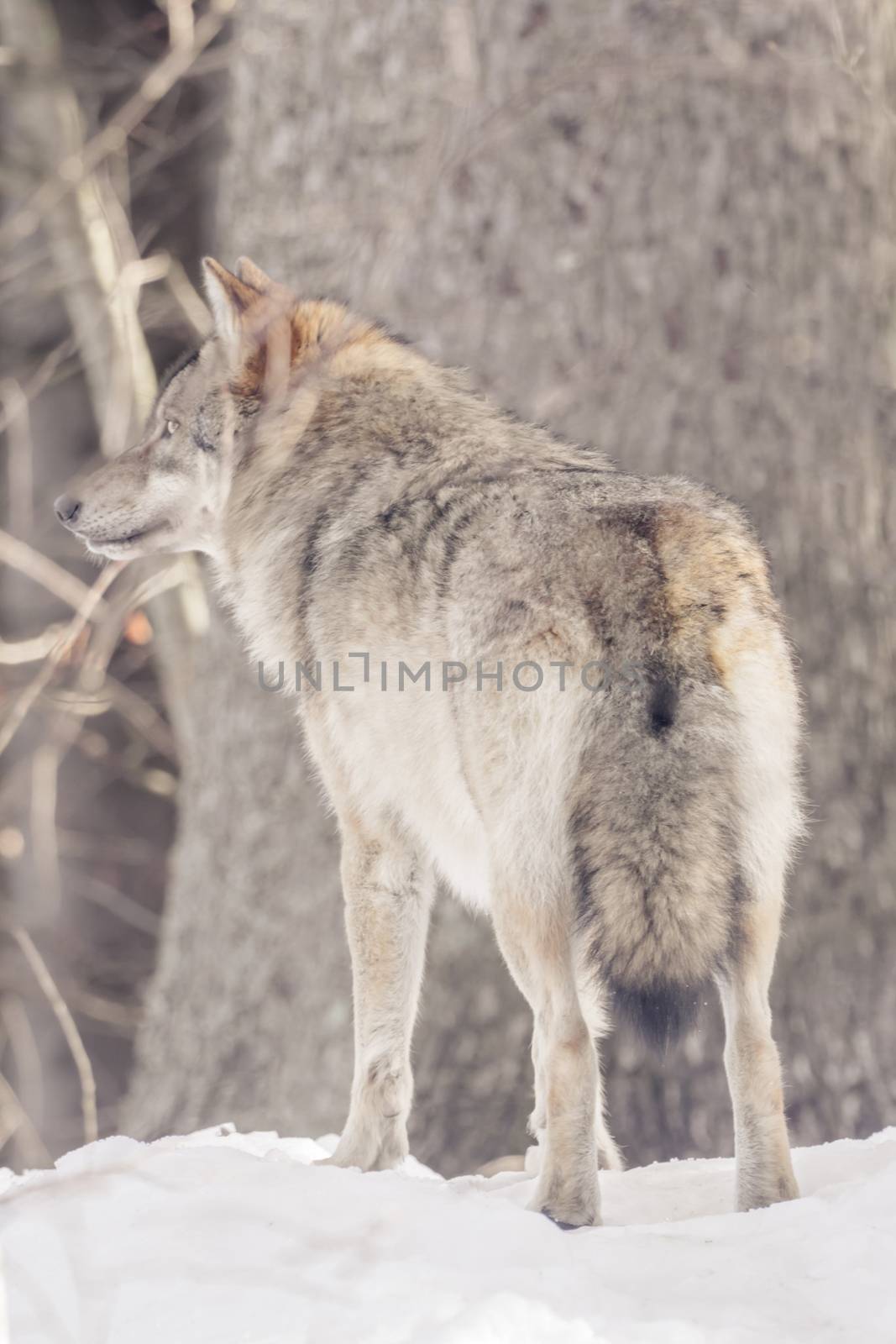 Wolf in the snow by sandra_fotodesign
