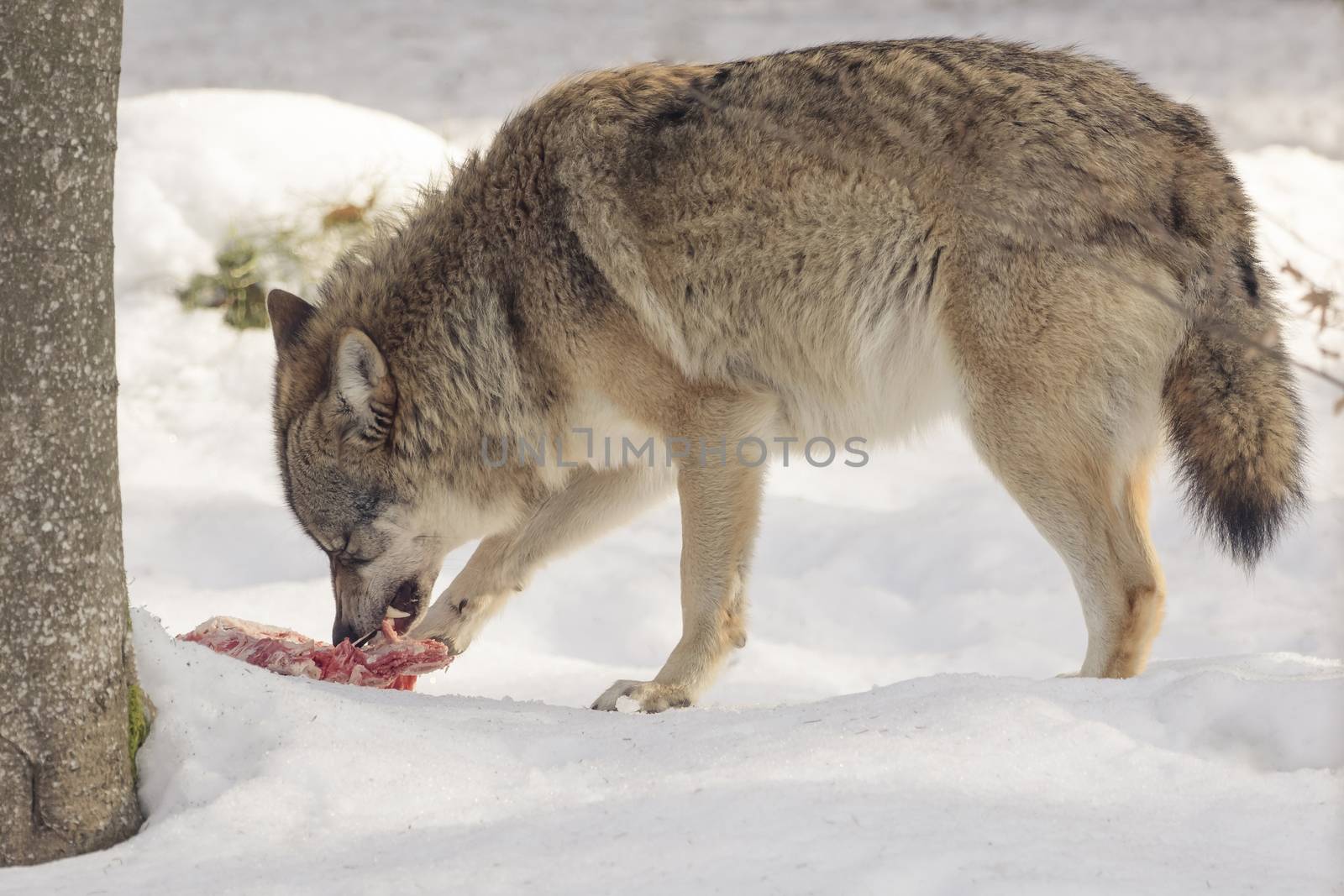 Wolf eats meat in the snow