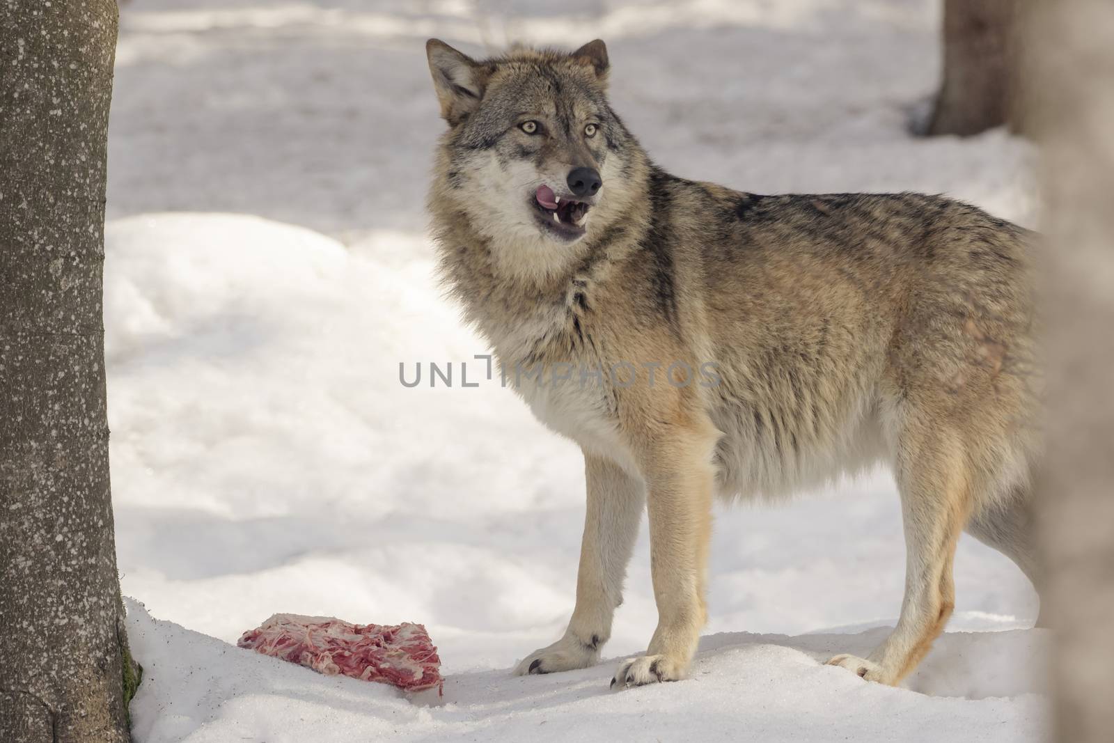 Wolf eats meat in the snow by sandra_fotodesign