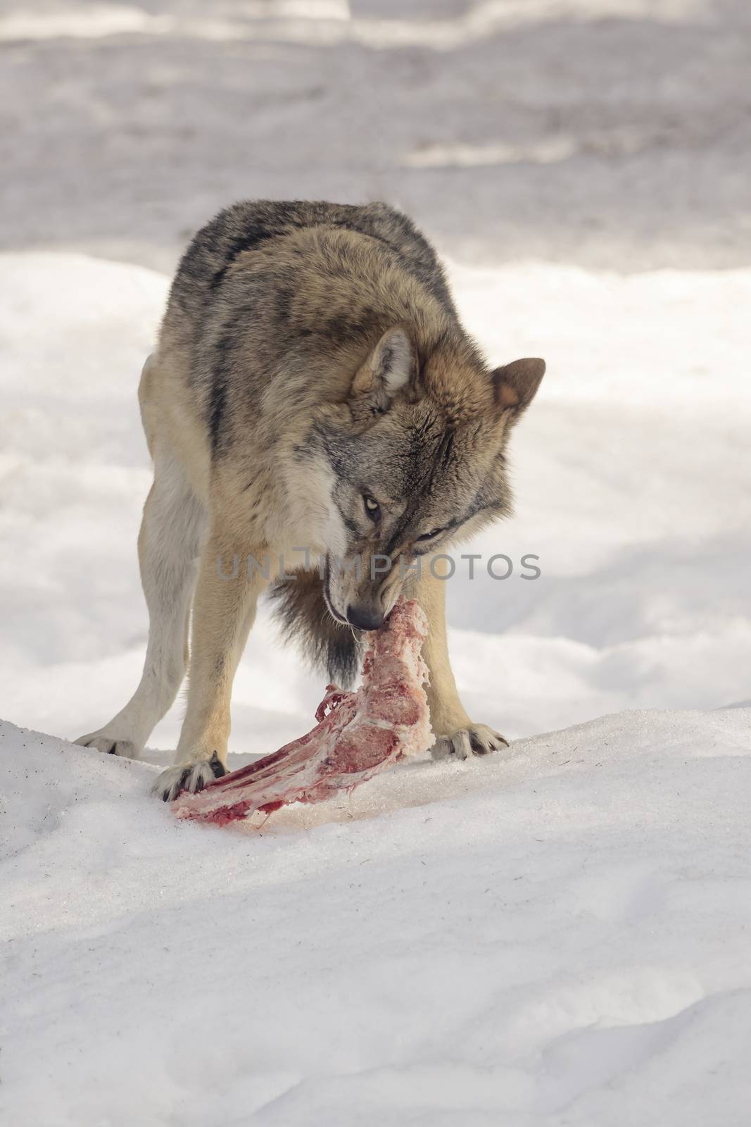 Wolf eats meat in the snow by sandra_fotodesign