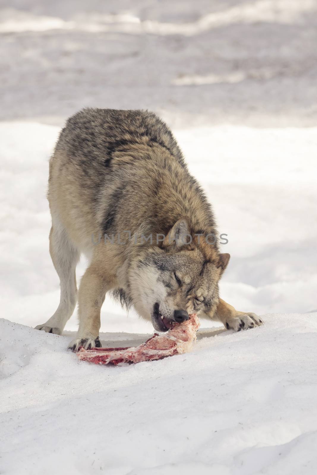 Wolf eats meat in the snow by sandra_fotodesign