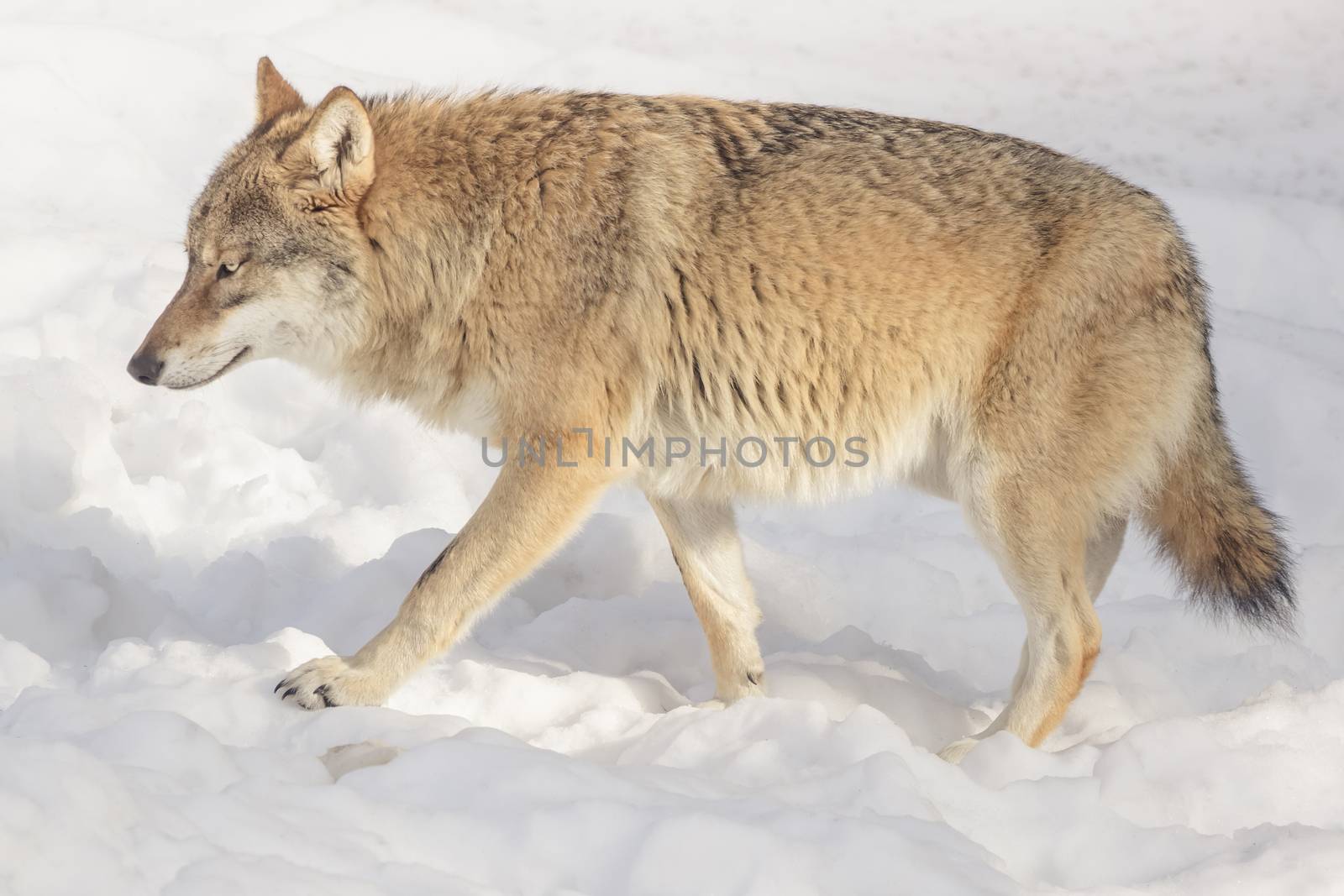 Wolf in the snow