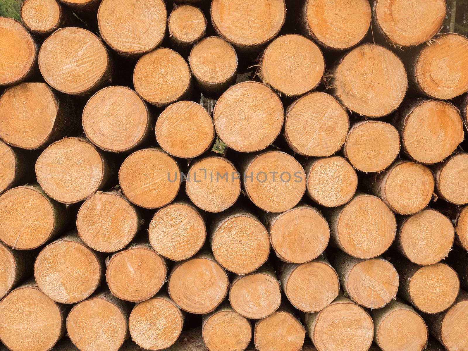 Stacked wooden trunks by sandra_fotodesign