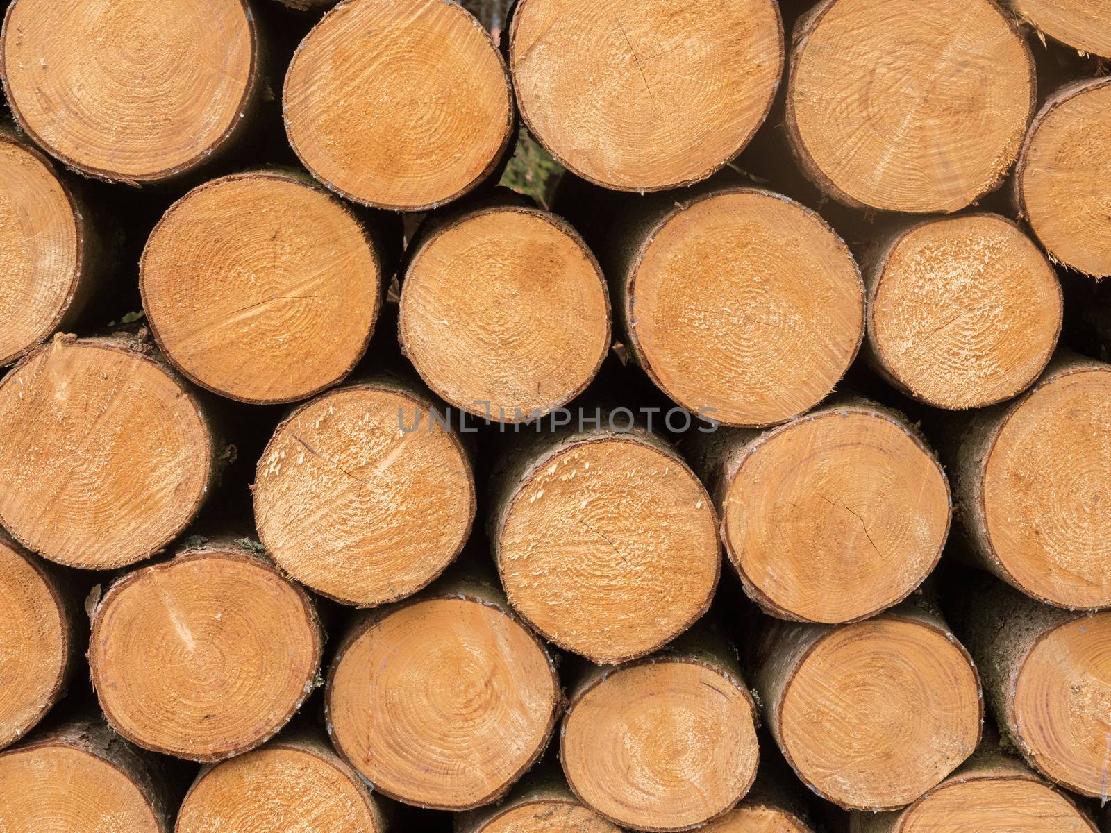 Stacked wooden trunks by sandra_fotodesign