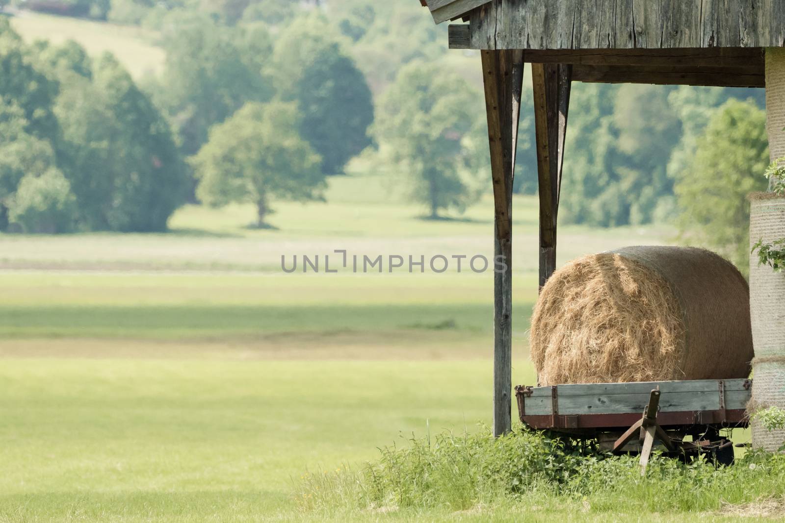 Hay bales on a trailer on a green meadow by sandra_fotodesign