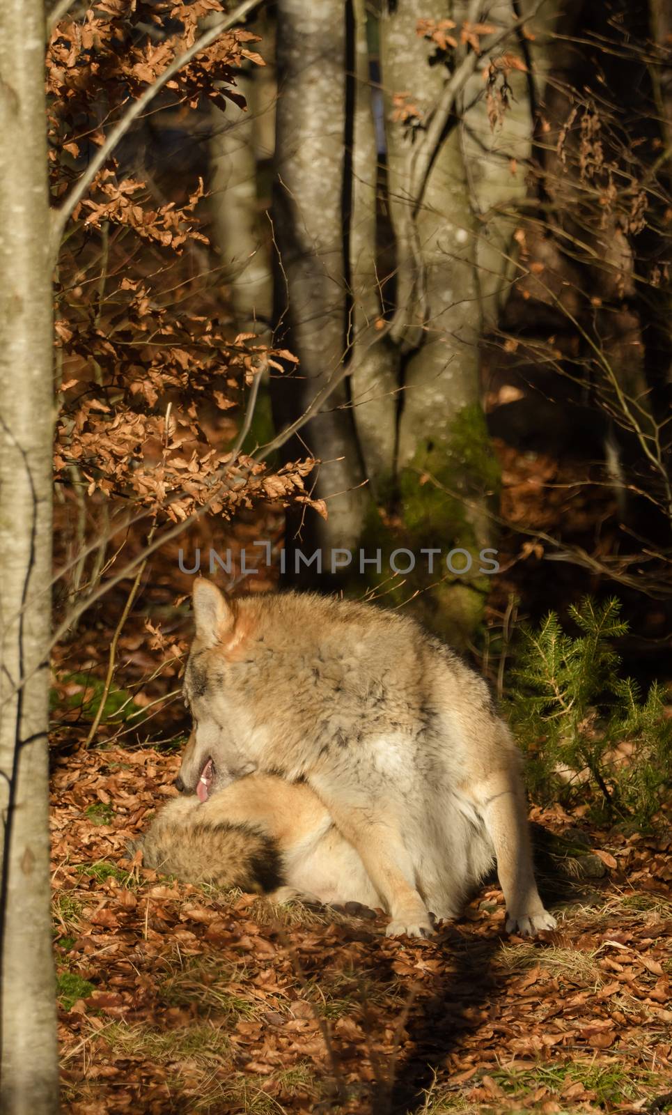 Wolves in the forest by sandra_fotodesign