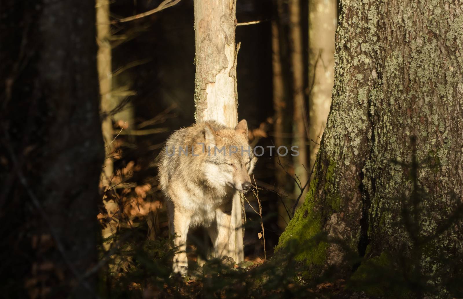 Wolves in the forest by sandra_fotodesign