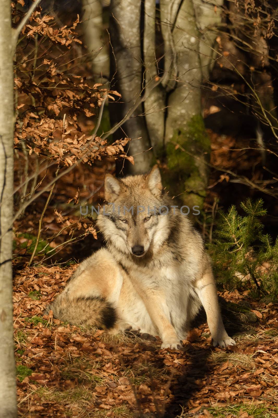 Wolves in the forest by sandra_fotodesign