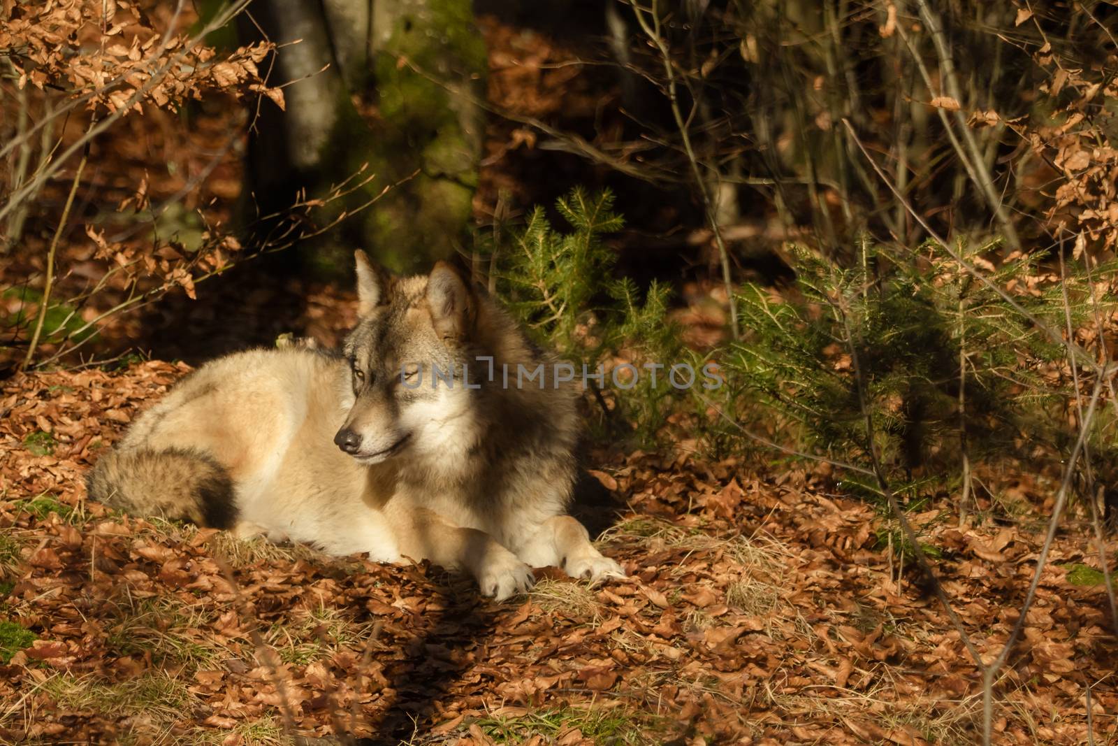 Wolves in the forest