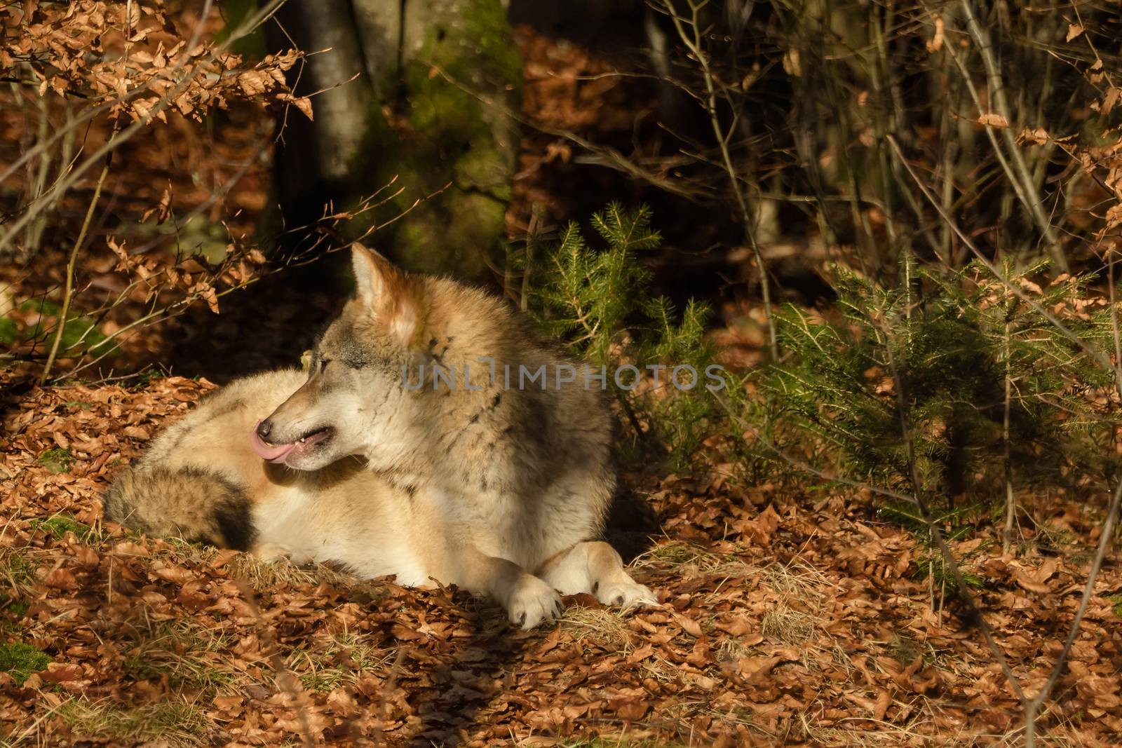 Wolves in the forest by sandra_fotodesign