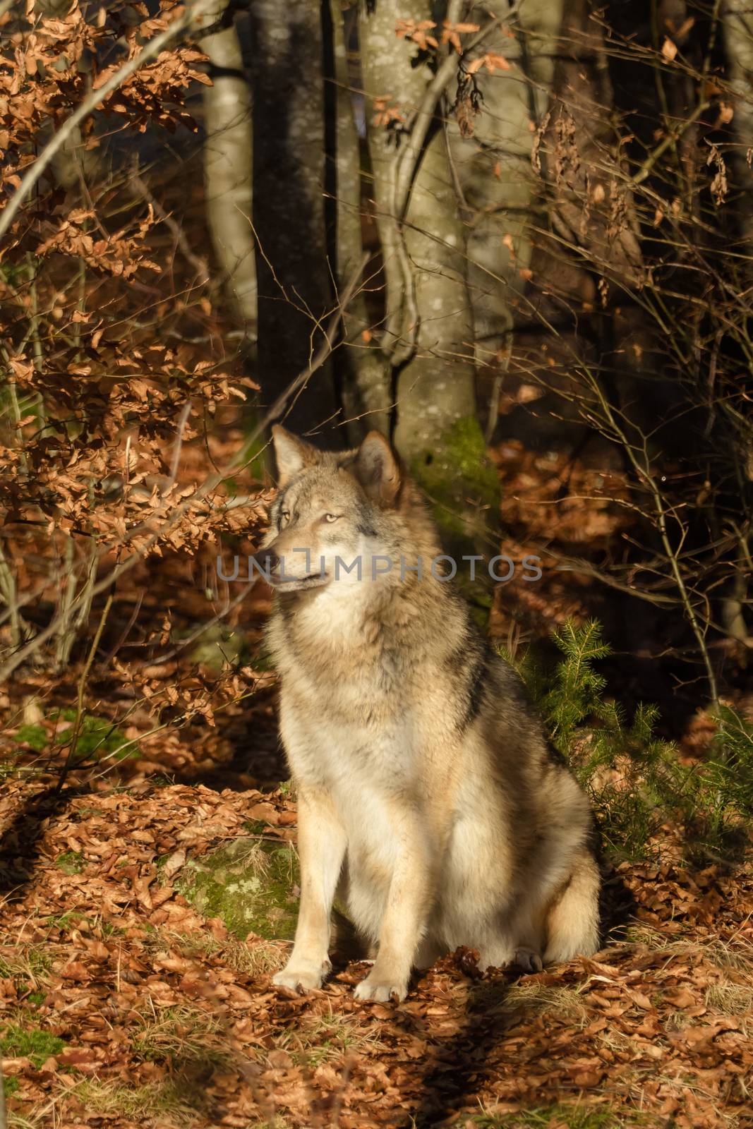 Wolves in the forest