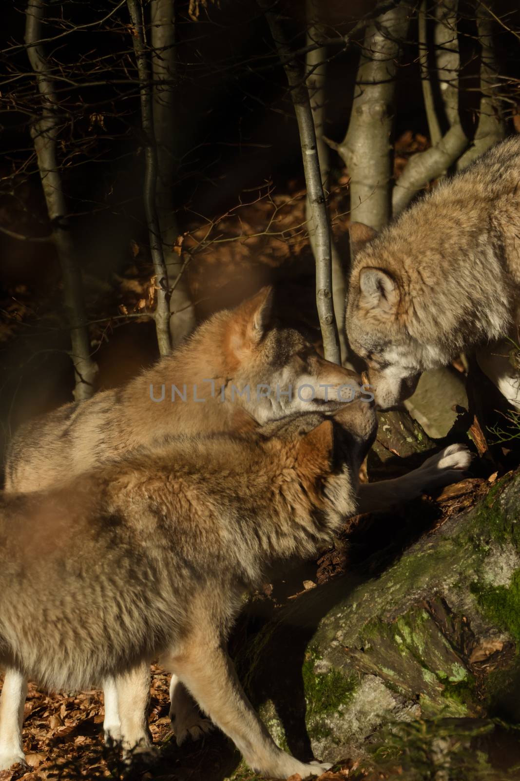 Wolves in the forest by sandra_fotodesign