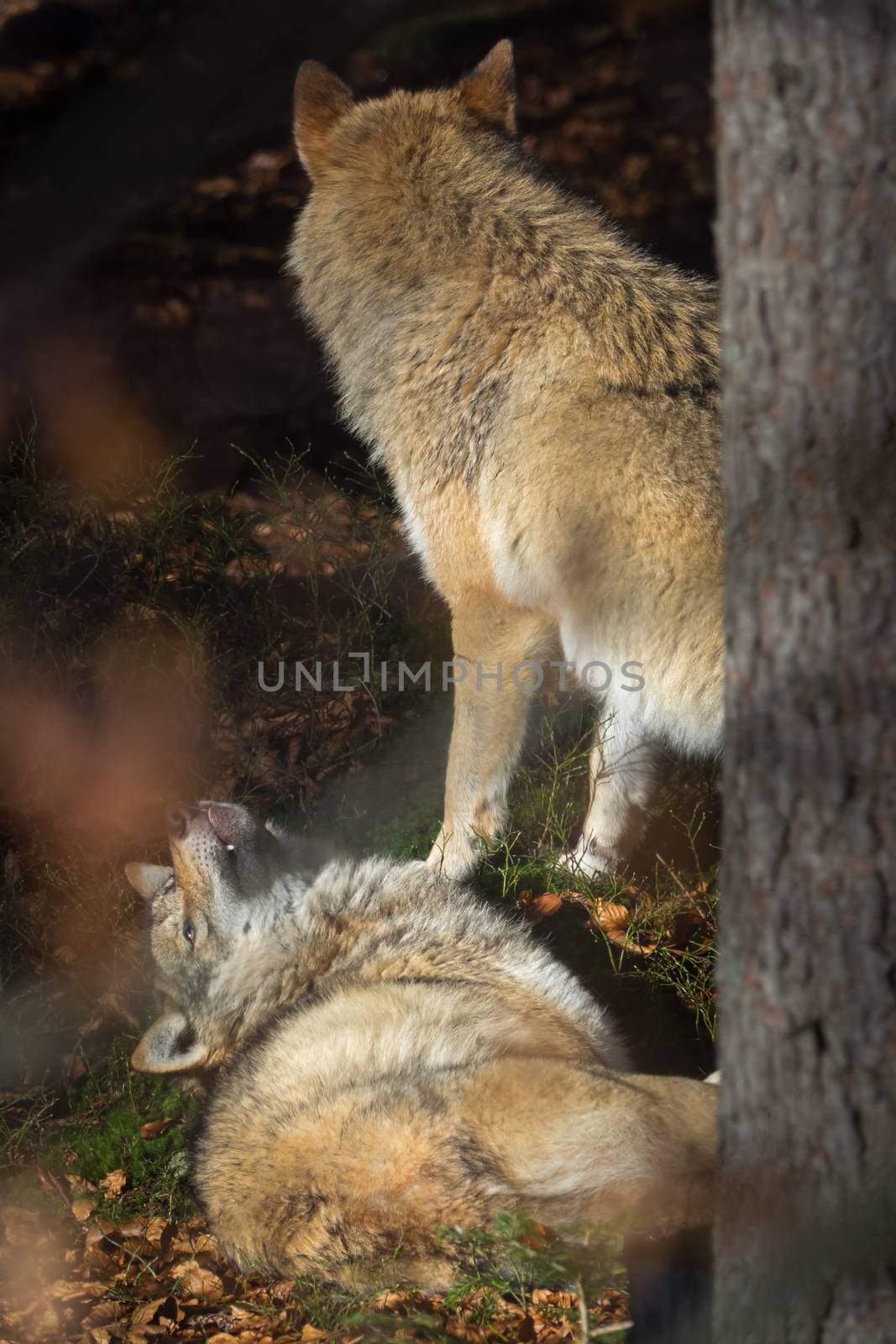 Wolves in the forest by sandra_fotodesign