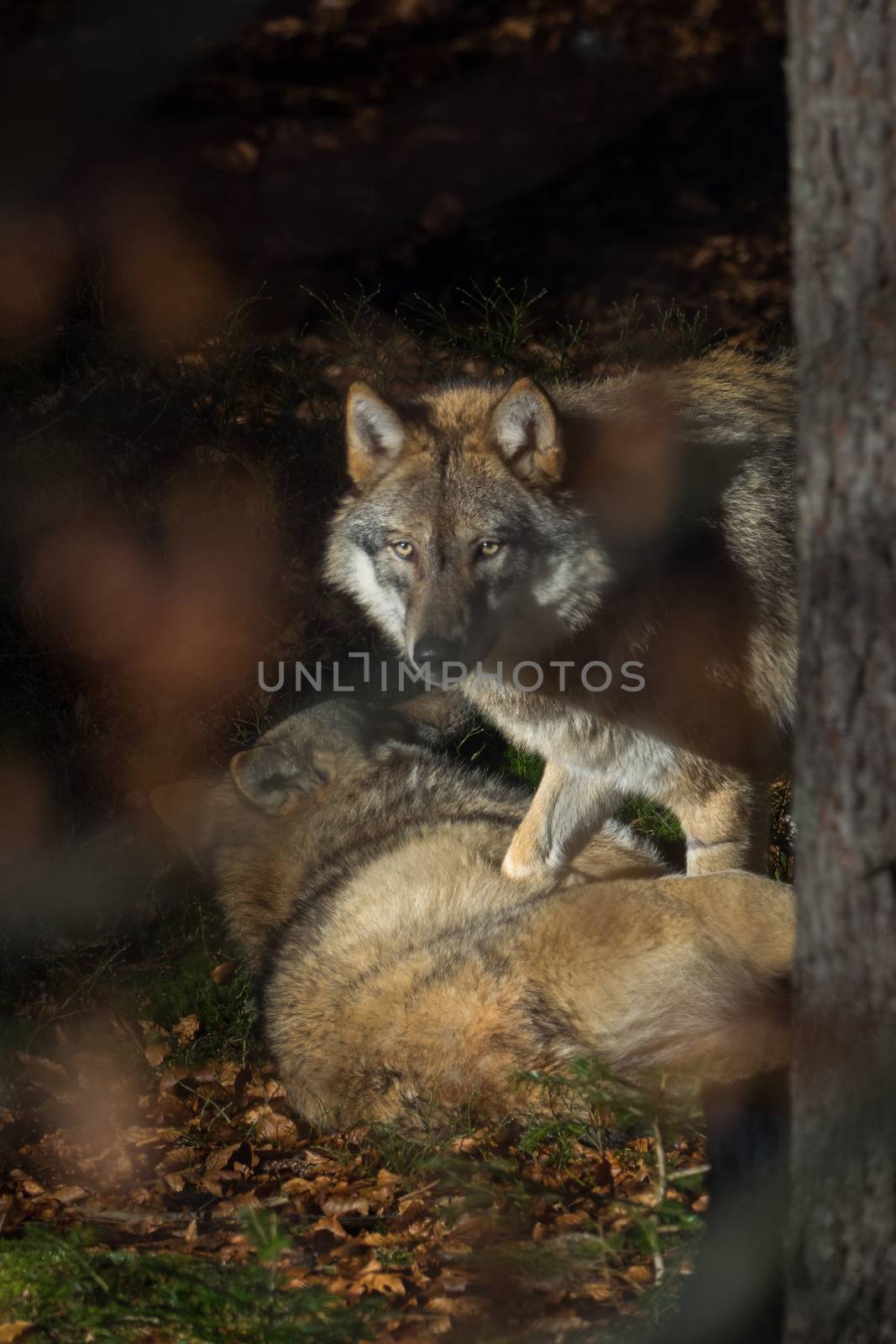 Wolves in the forest by sandra_fotodesign