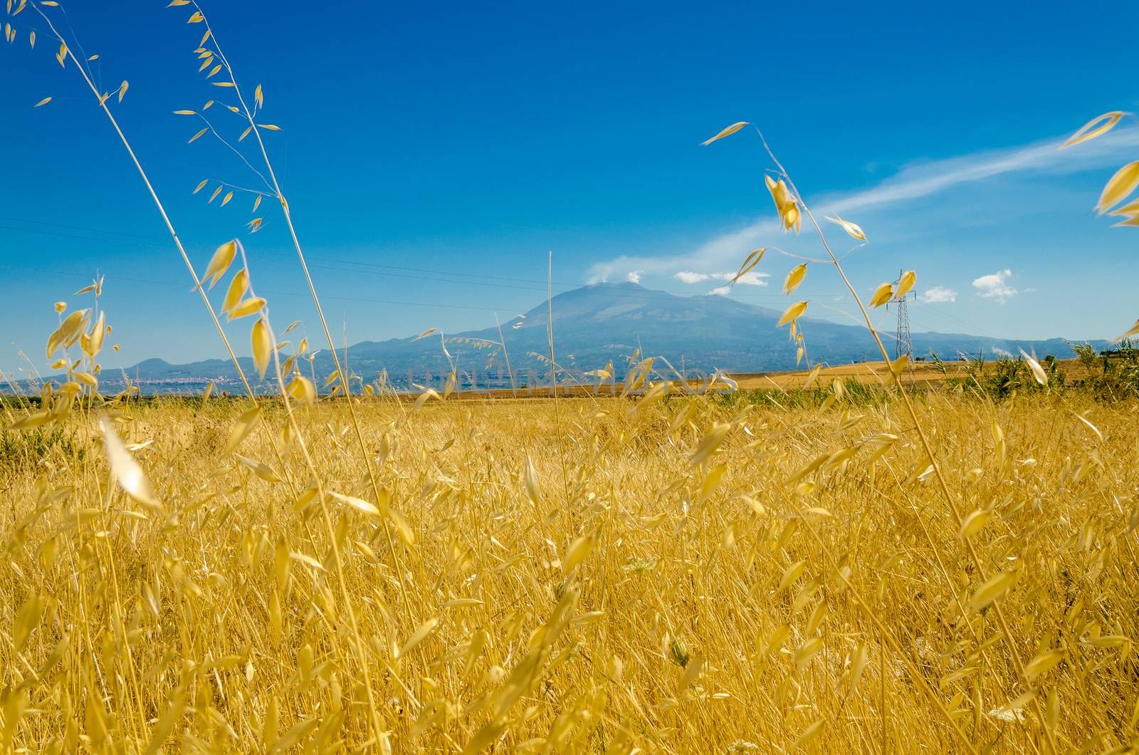 the yellow wheat field under the volcano