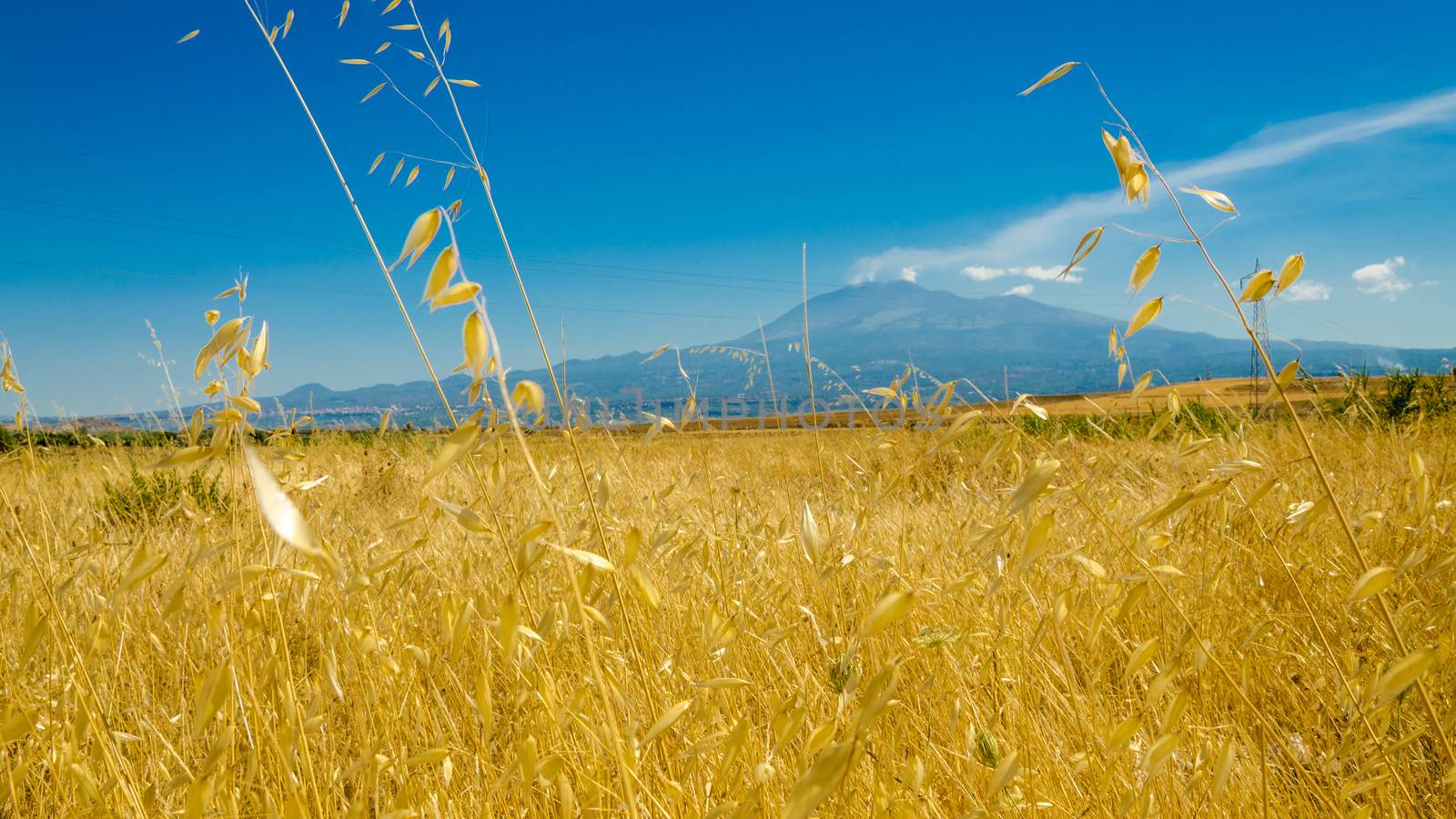the yellow wheat field under the volcano