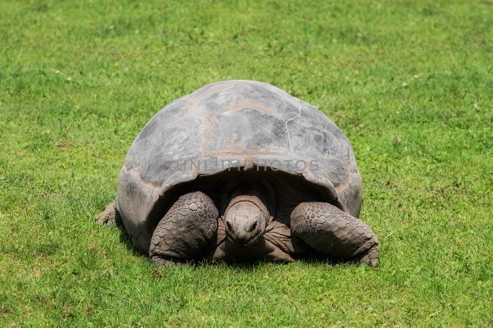 Large land turtle in a meadow
