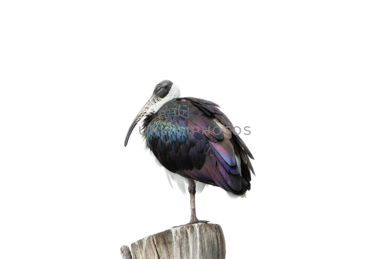 A Waldrapp on a trunk against a white background
