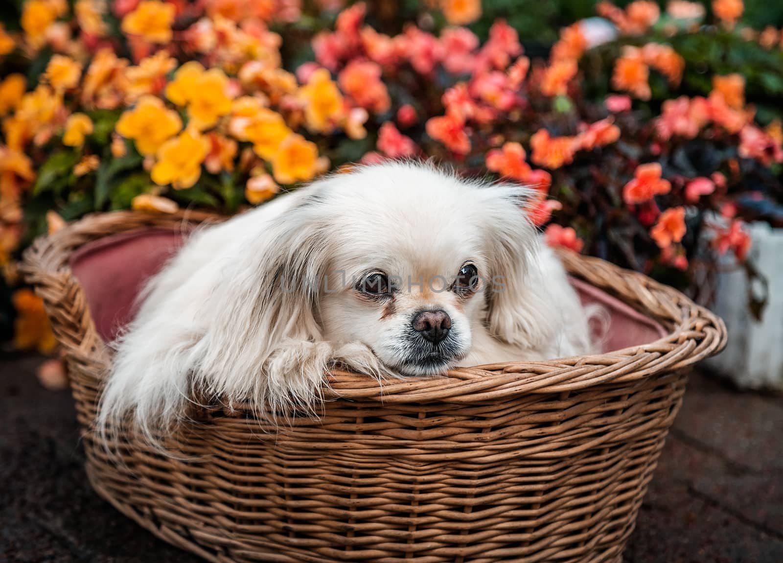 A dog sitting in a basket,outdoors, in a flower bed.