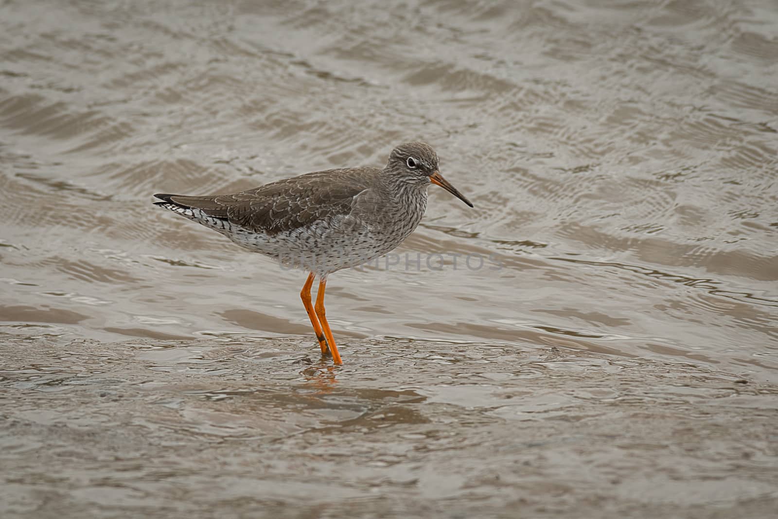 Redshank on shoreline by alan_tunnicliffe