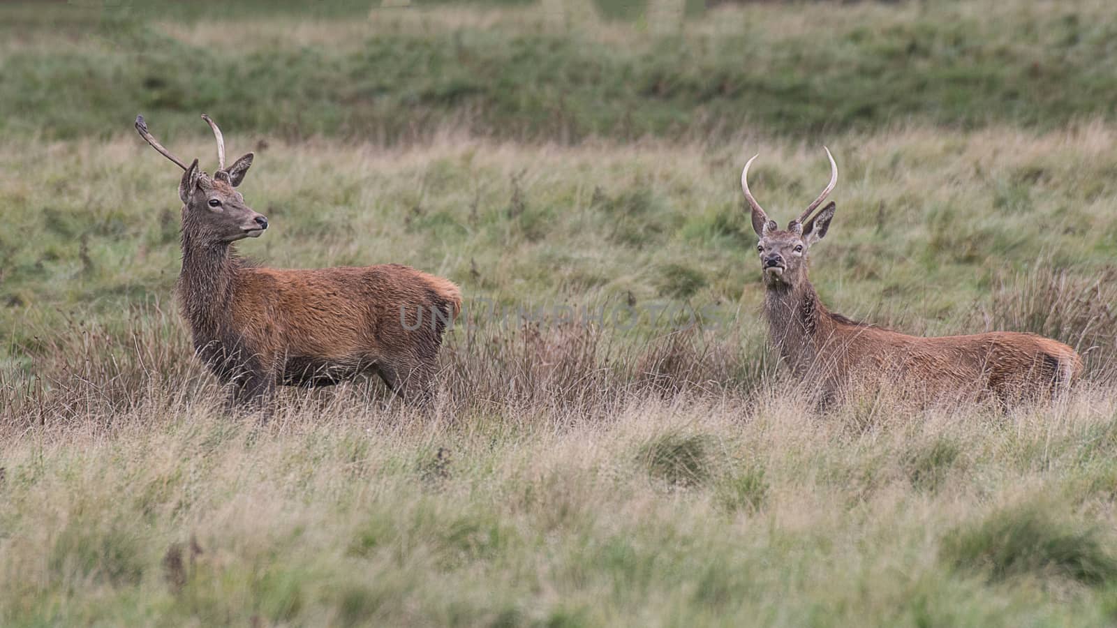 Two young red deer stags standing and looking alert in grassland