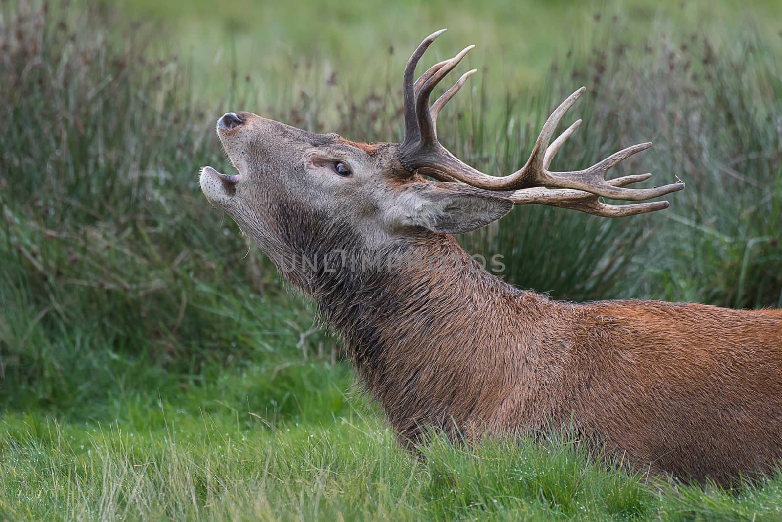 Close up head profile side view portrait of a red deer stag bellowing at the rut