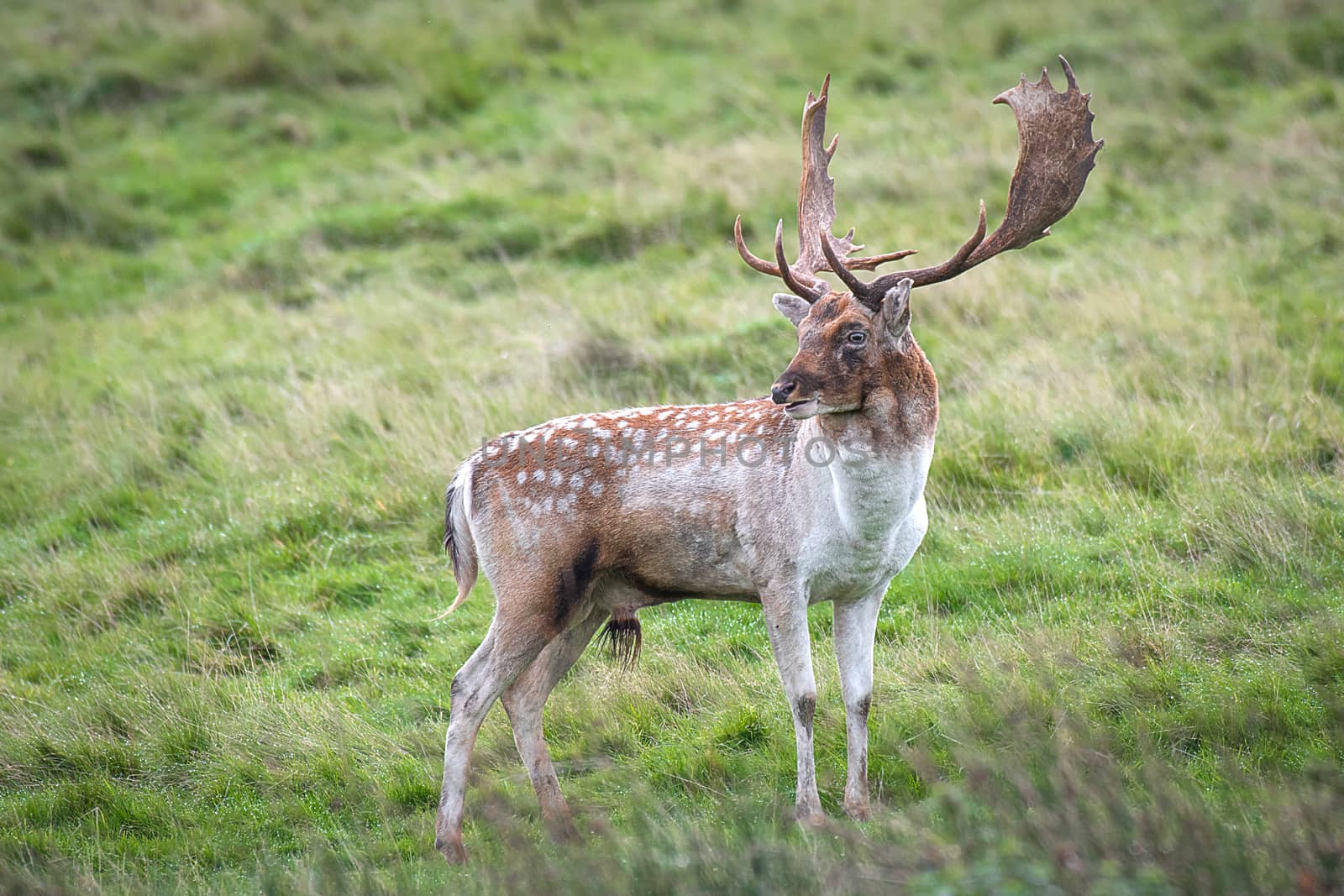 Fallow deer stag standing on grass and looking slightly behind over his shoulder