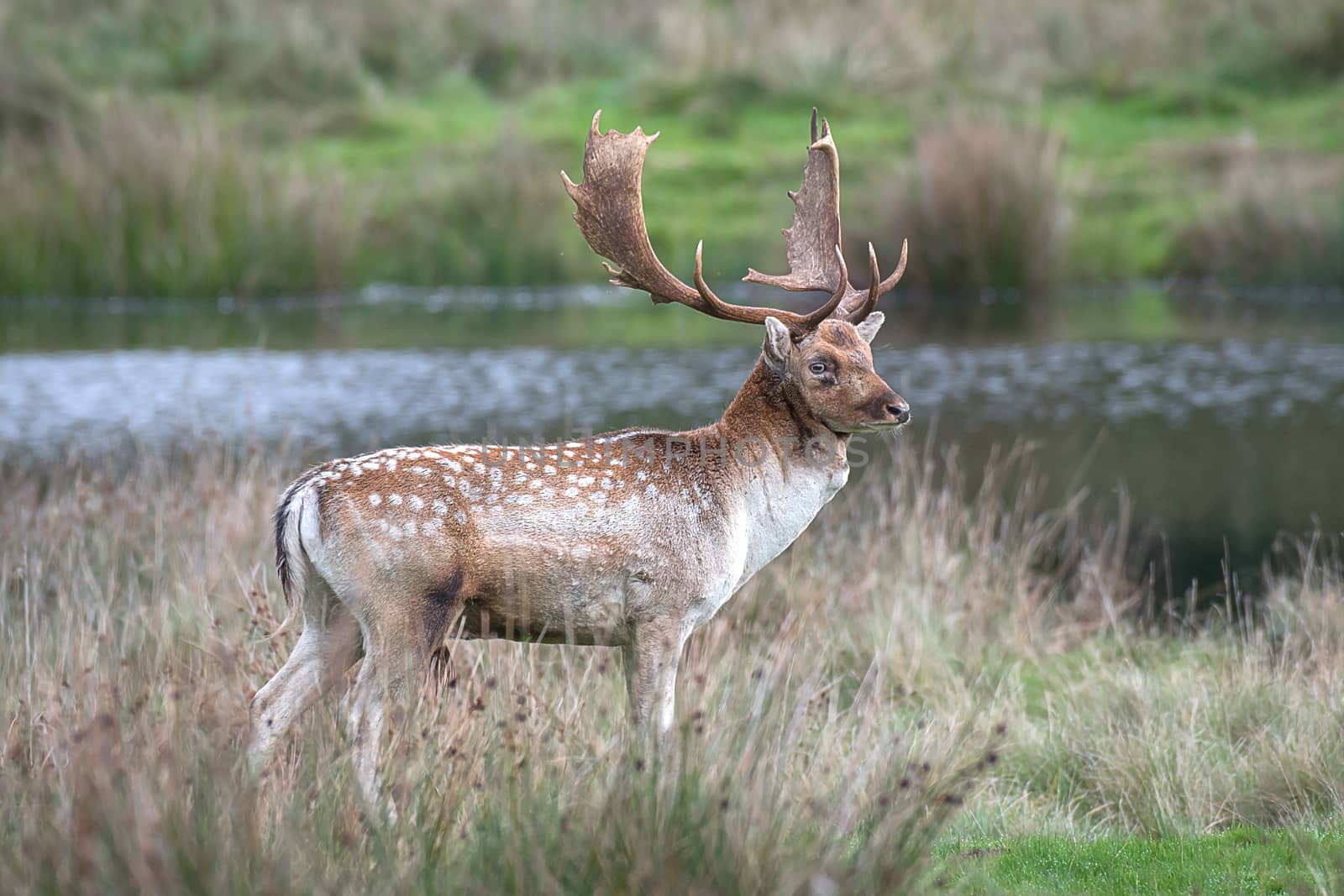 A standing full length portrait of a fallow deer stag looking proud on grass with a lake in the background