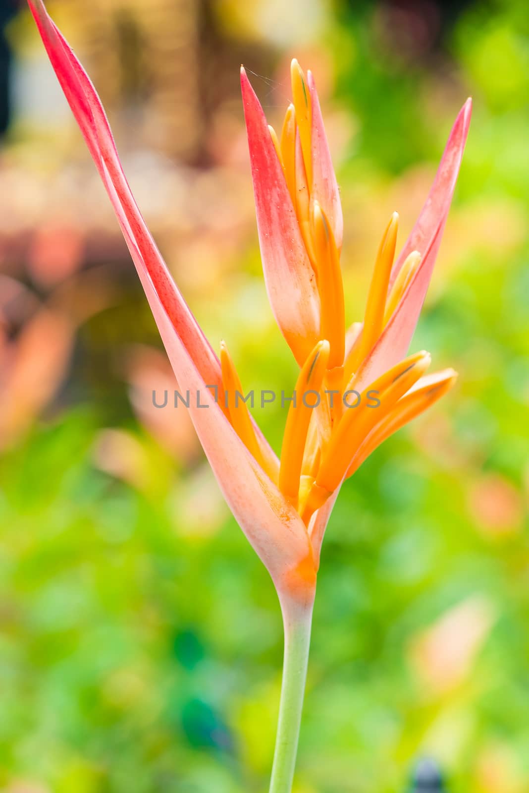 beautiful orange tropical flower close-up