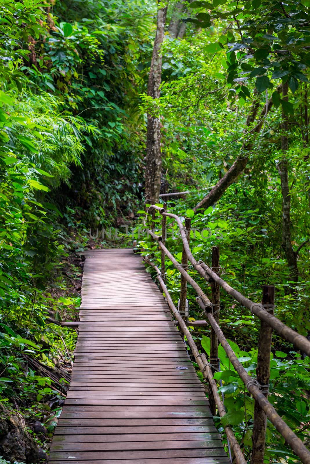 A picturesque wooden path in Thailand in the forest