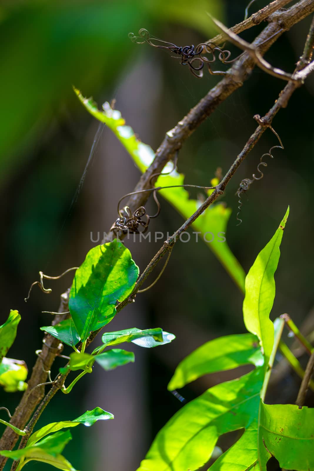 tropical liana wrapped around a tree close up by kosmsos111